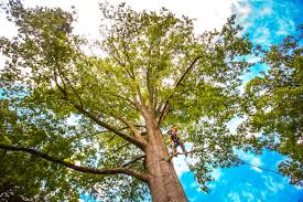 Best Tree Trimming and Pruning  in Farmville, VA