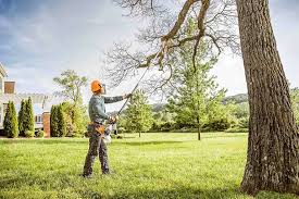 Trusted Farmville, VA Tree Services Experts