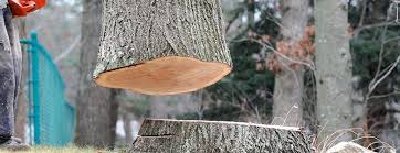 Best Commercial Tree Services  in Farmville, VA
