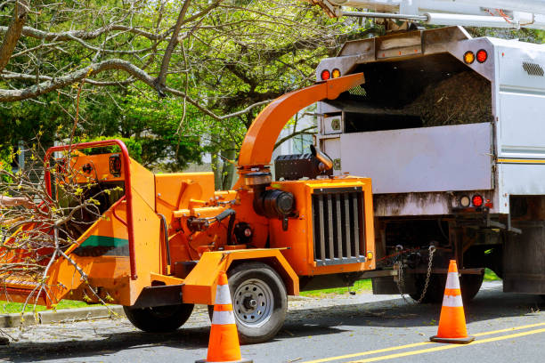 How Our Tree Care Process Works  in  Farmville, VA