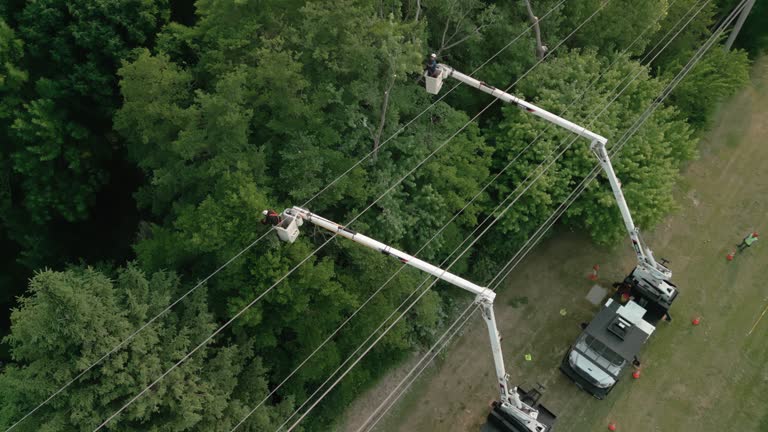Best Tree Preservation Services  in Farmville, VA