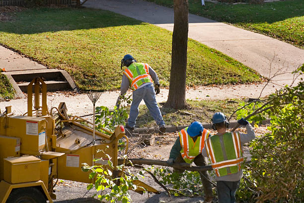 Best Palm Tree Trimming  in Farmville, VA