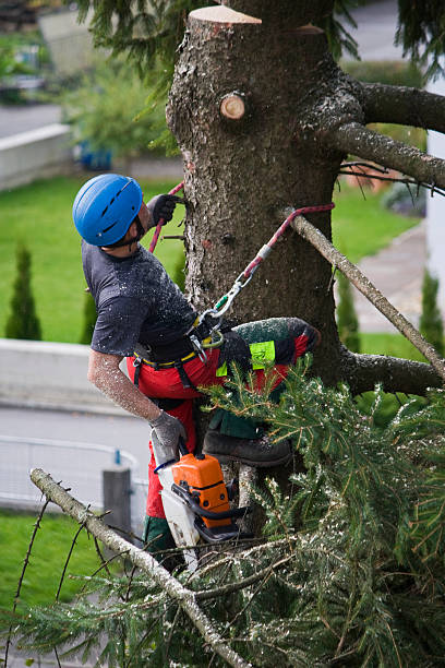 Best Leaf Removal  in Farmville, VA