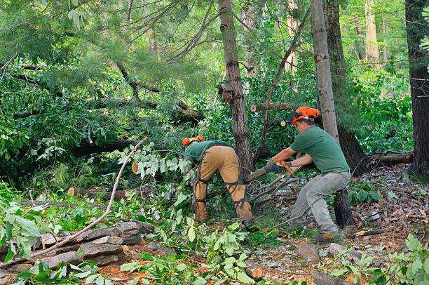 Best Storm Damage Tree Cleanup  in Farmville, VA