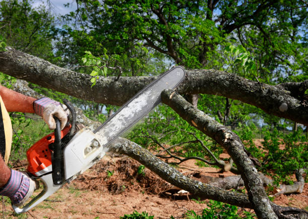 Best Root Management and Removal  in Farmville, VA